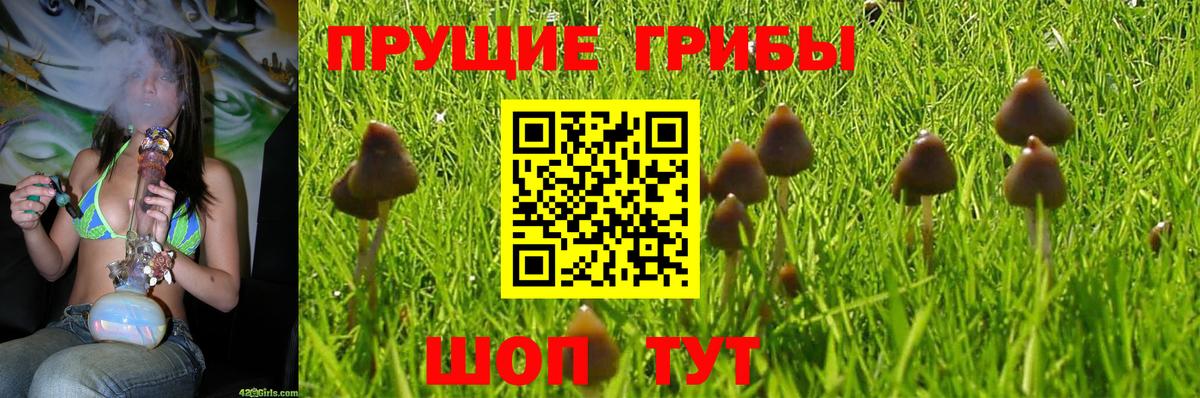 Псилоцибиновые грибы Psilocybine cubensis Лесосибирск